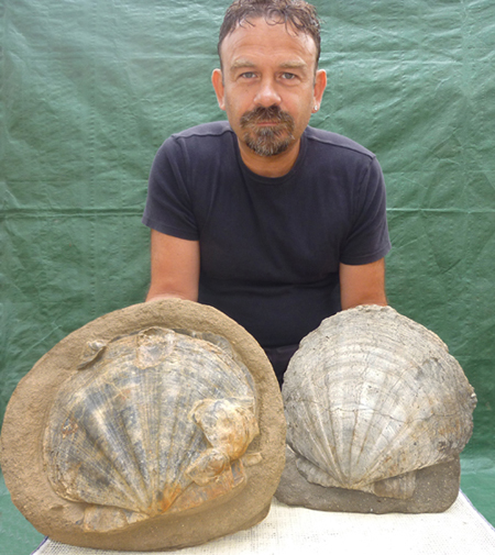 Chlamys latissima